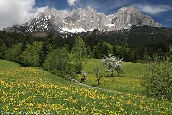 Summits skyline over yellow meadow green spring blooming flowers in mountains Wildkaiser landscape romantic nature photo