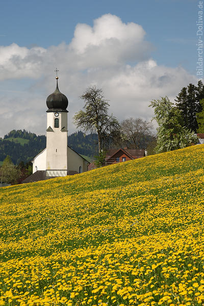 Kirchl-Gelbwiese Frhling-Blumenblte Naturfoto Doren Pfarrkirche zum heiligen Johannes Nepomuk