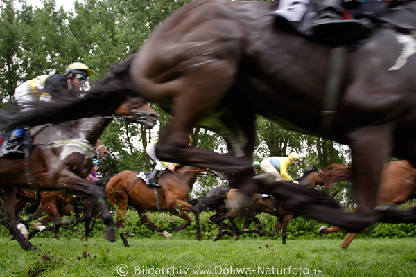 Horses hooves near gallopsprint speed fuzziness on grass running horses with jockeys