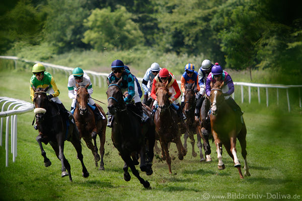 Gallop Racing photos running horses: speed dynamic sportimages competition race romantic sprint in green curve