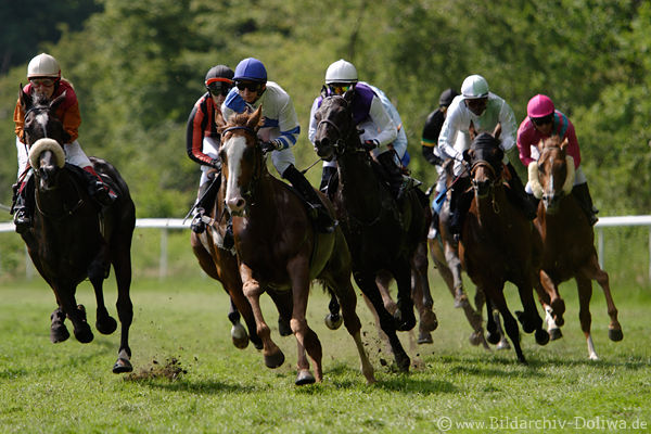 Running horses in gallop race equestrian jockey on horses in green speed