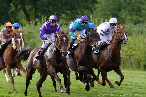 Gallop race photo horses jockeys run dynamic speed sprint image