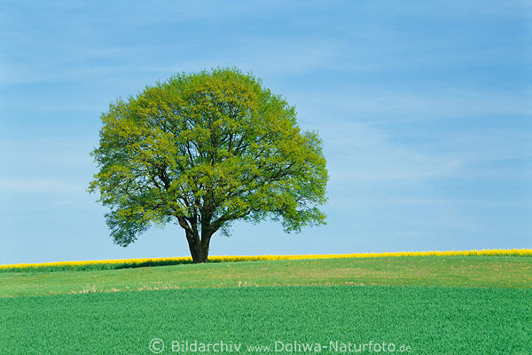 Tree on hill lonesome green fresh field at blue heaven Rape spring bloom nature photo
