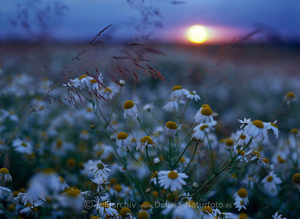 Daisies sunset romantic white bloom flowers carpet for sunball blue twilight