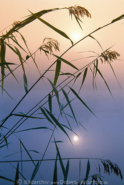 Reed in fog mood Lake Trittau sun reflection in water foggy nature grasses art 