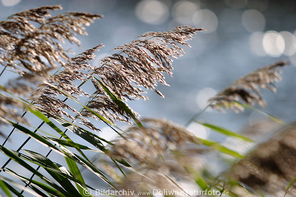 Reed in wind & sunbeams reflections on water shore romantic nature