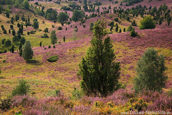 Heath hills in Dead-ground valley pink-bloom nature-photo erica & junipers landscape picture