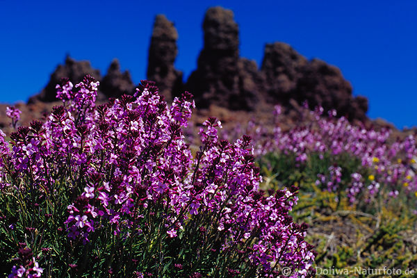 Retama del Pico blooming flowers of Roque de los Muchachos rocks