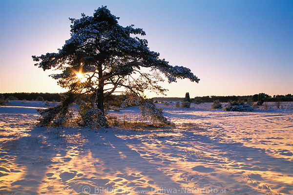 Jaws in winter-sunset snow nature-photo conifer in the sun evening mood