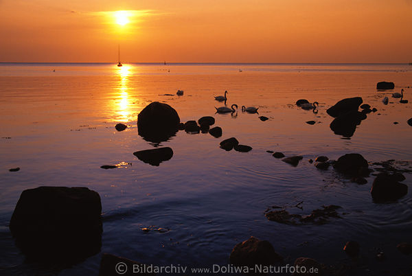 Sea-sunset shore stones swans water baltic sea romantic nature orange colors photo