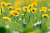 Flowers yellow blooming meadow dandelion spring blossom nature photo