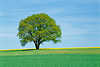 Tree on hill lonesome green fresh field at blue heaven Rape spring bloom nature photo