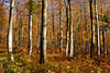 Harz nature forest picture golden colorful autumn in national-park Harz, tree-trunks