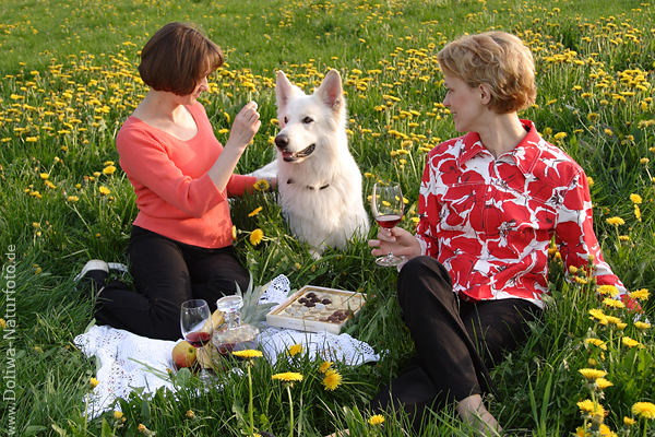 Picnic with dog photo two girls in blooming meadow spring field yellow wildflowers 