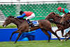 42881_Gallop Racing finish sprint-speed on last meters photo dynamic running horses by competition BMW Derby-Meeting