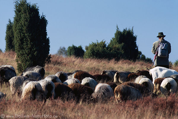 Heath-shepherds with sheeps in juniper landscape nature