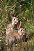 0365_young wild-rabbits pair in Portrait, grass & sunbathes, wildlife photo, animal picture