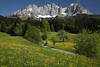 Alps spring romantic nature art photo summits skyline yellow-blooming flowers green meadow