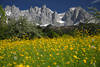 Alps romantic nature spring meadow under summit skyline