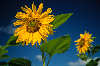 Sunflowers photo yellow bloom, culture-plant on blue-sky green leaves art-picture