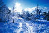 3046_Sun over way photo winter-magic in the heath-landscape nature in snow, blue cold-mood trees