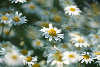 Daisies romanticism impression, whitens blooming flowers in wind blur artphoto, daisy-field