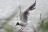 Seagull in the flight before landing on waters, descent, seagull in touch to water